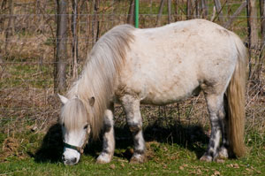 Willi - ein Shetland-Pony