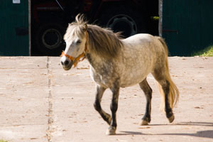 Wiili im August 2007