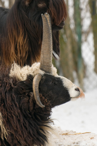 Jakobsschaf oder Vierhornschaf