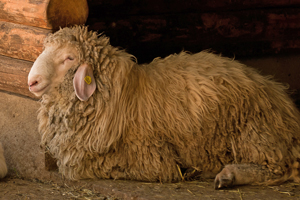 Merino Landschaf