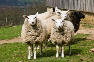 Schafe im Auslauf