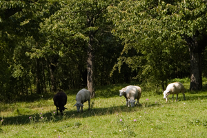 Schafe auf der Koppel