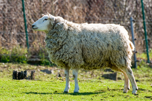 Texelschaf