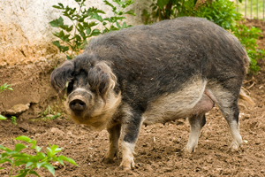 Wollschwein
