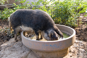 Betti in der "Badewanne"