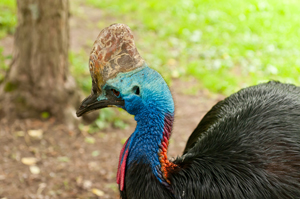 Helmkasuar im Vogelpark Irgenöd