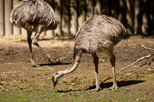 Nandu im Augsburger Zoo