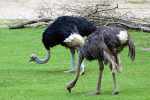 Blauhalsstrauß im Tiergarten Nürnberg