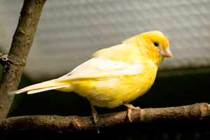 Kanarienvogel