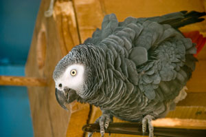 Graupapagei