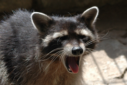 Waschbär
