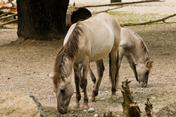 Tarpan - Rückzüchtung
