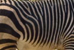 Bergzebra