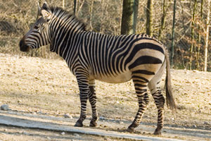 Hartmanns Bergzebra