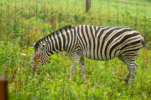 Damara- oder Burchell-Steppenzebra