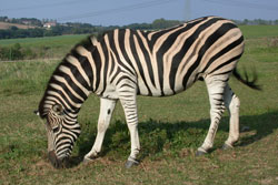 Steppenzebra Kuweit