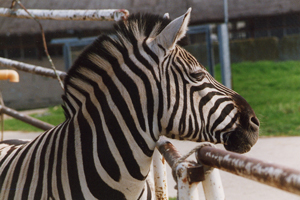 Unsere Zebras