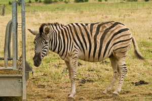 Zebra