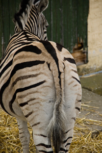 Zebra