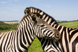 Zebras