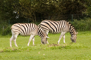 Zebras