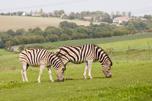 Steppenzebras