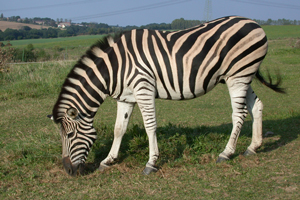 Zebra