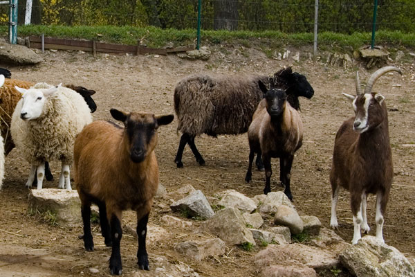 Ziegen und Schafe