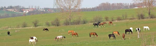 Pferde auf großzügigen Weiden
